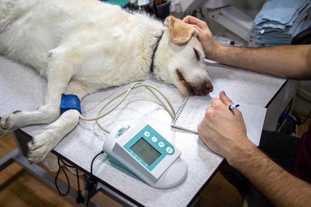 dog vet